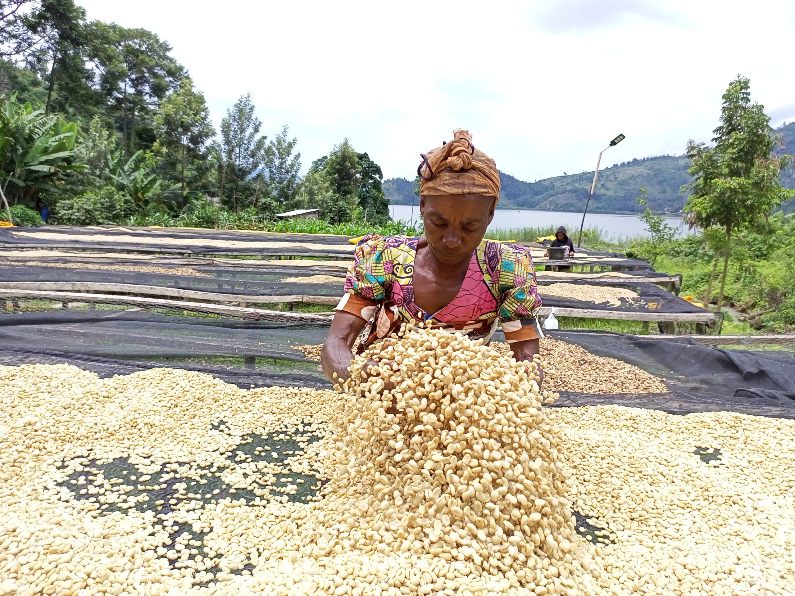 Sorting coffee beans in the Democratic Republic of the Congo